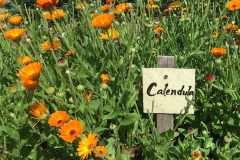 Calendula