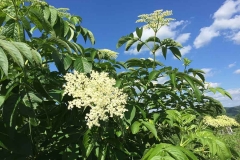 Elderberry